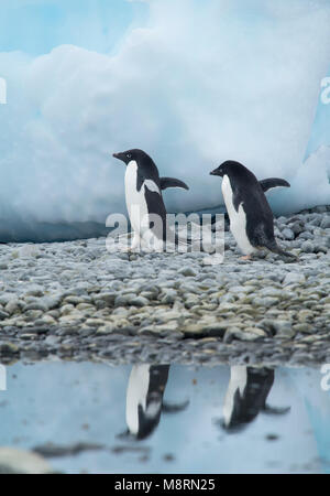 Two Adelie penguins walks along the shoreline casting a reflection in the water at Brown Bluff, Antarctica. Stock Photo