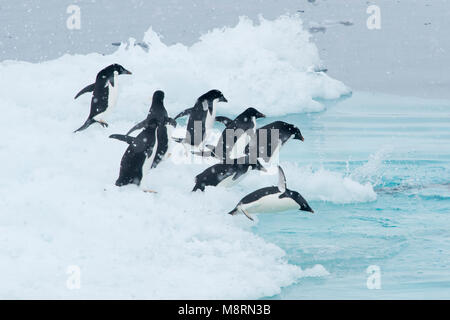 A group of Adelie penguins dive into the ocean from an iceberg in Antarctica. Stock Photo