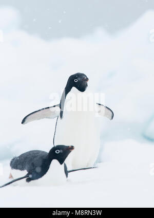 Snow falls on two Adelie penguins on an iceberg in Antarctica. Stock Photo