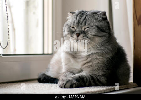 Gray Scottish Folded Cat sleeps on the windowsill Stock Photo