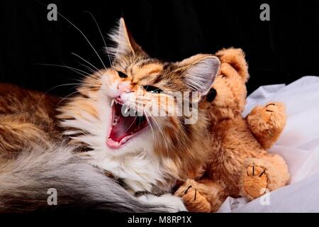 Norwegian forest cat female resting with toy Stock Photo