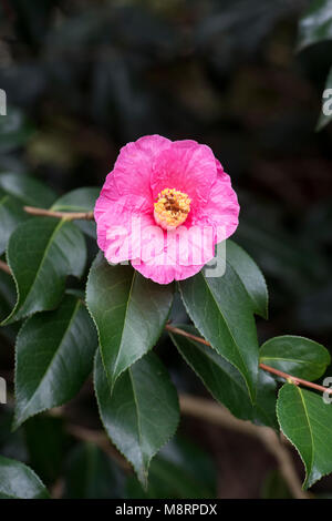 Camellia x williamsii ‘Grand jury’ flower in march. UK Stock Photo