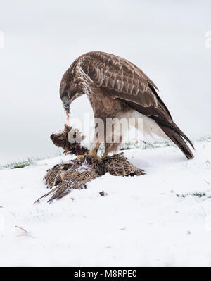 A wild Common Buzzard (Buteo buteo) feeding on pheasant carrion in the snow, Wiltshire