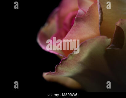 Close-up of rose against black background Stock Photo
