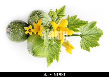 zucchini, flowers and leaves isolated on white background Stock Photo