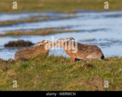 European brown hare courtship Stock Photo