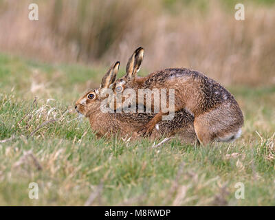 European brown hare mating Stock Photo