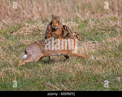 European brown hare fighting Stock Photo