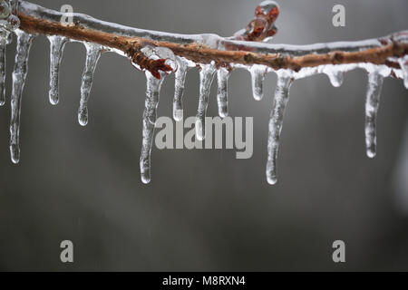 Close-up of Icicles on twig Stock Photo