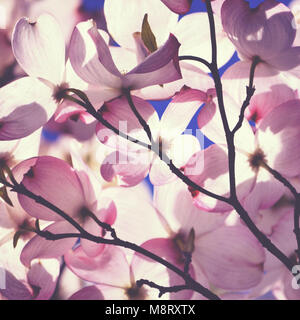 Under a pink flowering Dogwood tree, Cornus florida, in spring. Stock Photo