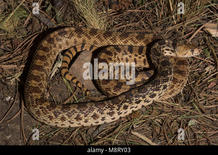 Bullsnake (Pituophis catenifer sayi), adult eating Eastern Cottontail ...