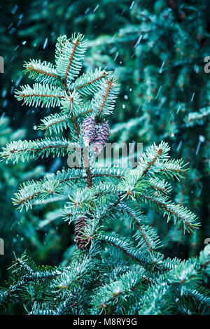 Close-up of pine cones growing on tree during snowfall Stock Photo