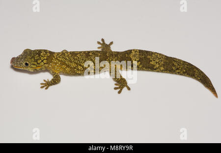 Bauer's Chameleon Gecko (Eurydactylodes agricolae). Stock Photo