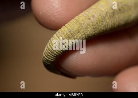 Bauer's Chameleon Gecko (Eurydactylodes agricolae). Stock Photo