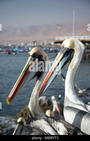 Pelicans In Ilo Stock Photo
