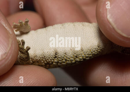 Bauer's Chameleon Gecko (Eurydactylodes agricolae). Stock Photo