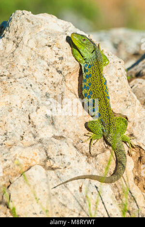 ocellated lizard, Timon lepidus Stock Photo