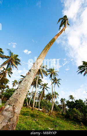 Palm tree. Lifuka island.Ha´apai lslands. Tonga. Polynesia Stock Photo