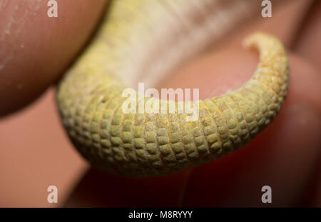 Bauer's Chameleon Gecko (Eurydactylodes agricolae). Stock Photo