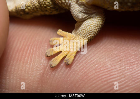 Bauer's Chameleon Gecko (Eurydactylodes agricolae). Stock Photo