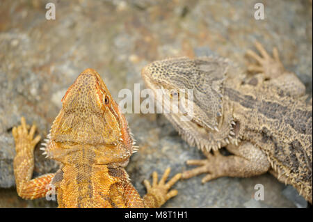Central bearded dragon from top. Two lizard animals on the rock. Pet from Australia. Stock Photo