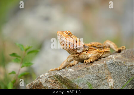 Pogona vitticeps. Central bearded dragon standing on stone next to green flower. Lizard from Australia. Pet in nature. Stock Photo