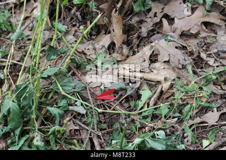A red heart-shaped leaf among brown leaves Stock Photo