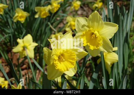 Easter Lilies or Daffodils are a beautiful spring flower are symbol of the resurrection of Jesus Christ. Stock Photo