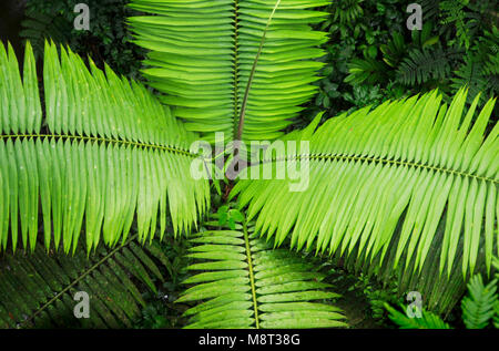 Palm fronds as seen from the rainforest hiking trail at the Trimbina Biological Reserve. Stock Photo