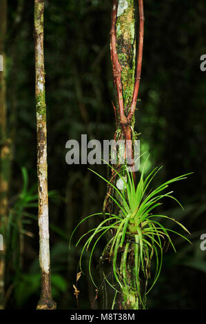 Aerial roots are roots above the ground and are found in diverse plant species, including epiphytes such  warm-temperate rainforest trees. Stock Photo