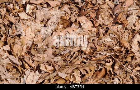 Dead, brown fallen leaves on the ground Stock Photo