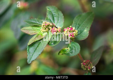 pink small flowers isolate on blackground in sping sumer,front view from the top, technical cost-up. Stock Photo
