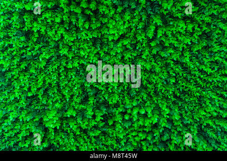Green grass background of artificial green lawn grass on the floor Stock Photo