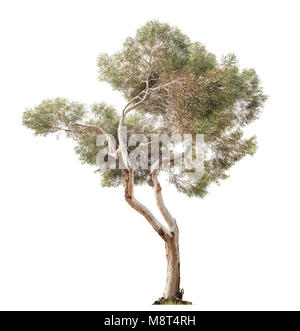 beautiful and tall eucalyptus old tree isolated on white background Stock Photo