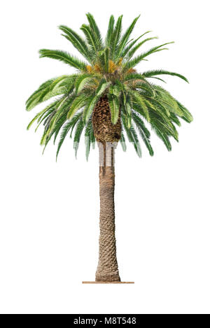 Green beautiful palm tree isolated on white background Stock Photo