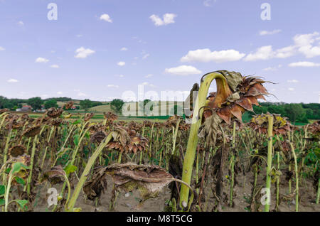 Field of withered and dry sunflowers with groves in the background Stock Photo