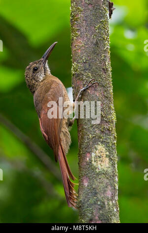 Gebandeerde muisspecht, Amazonian barred woodcreeper, Dendrocolaptes certhia Stock Photo