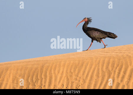 Heremietibis, Northern Bald Ibis, Geronticus eremita Stock Photo