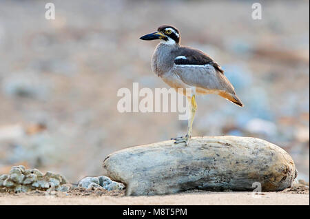 Rifgriel, Beach Stone Curlew Stock Photo