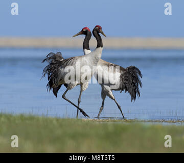 Baltsende Zwarthalskraanvogels, Black-necked Cranes displaying Stock Photo