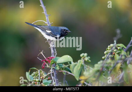 Blauwe Zwartkeelzanger, Black-throated Blue Warbler, Setophaga caerulescens Stock Photo