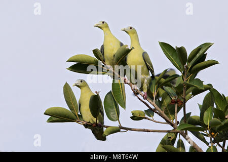 Florespapegaaiduif, Flores Green Pigeon Stock Photo