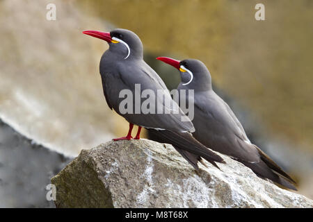 Incastern zittend op rots, Inca Tern perched on a rock Stock Photo