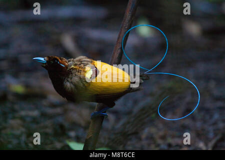 Geelkraagparadijsvogel; Male Magnificent Bird-of-paradise (Diphyllodes magnificus) Stock Photo