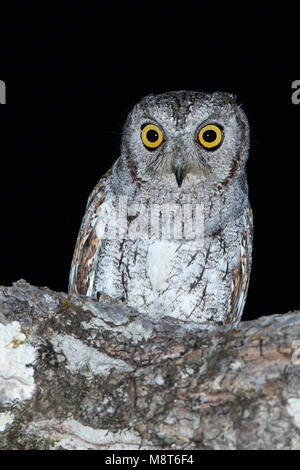 Oosterse Dwergooruil zittend in boom; Oriental Scops-Owl perched in tree Stock Photo