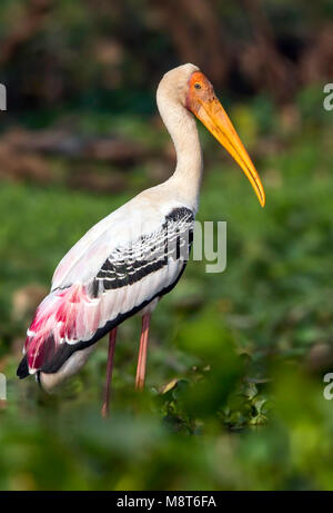 Indische Nimmerzat, Painted Stork, Mycteria leucocephala Stock Photo