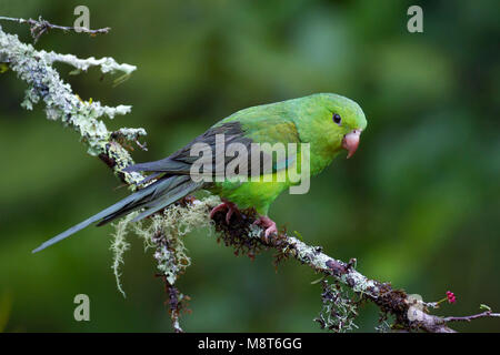 Tiricaparkiet, Plain Parakeet Stock Photo