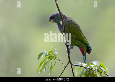 Maximiliaanmargrietje, Scaly-headed Parrot Stock Photo