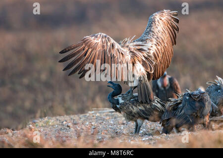 Dunsnavelgier, Slender-billed Vulture, Gyps tenuirostris Stock Photo