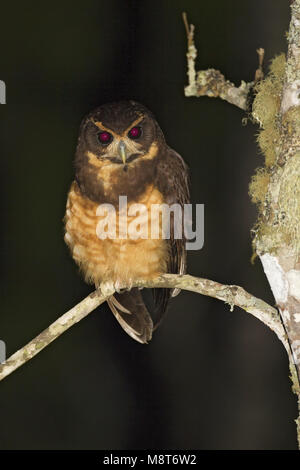 Geelmaskeruil, Tawny-browed Owl Stock Photo
